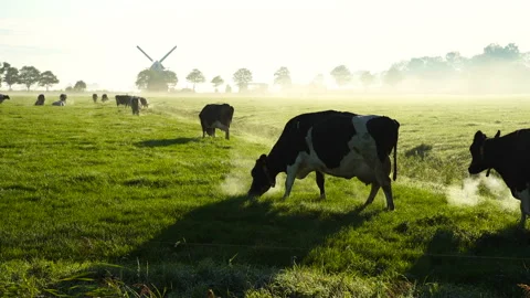 Cows in the fog Stock Footage