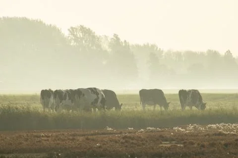 Cows in the fog Stock Photos