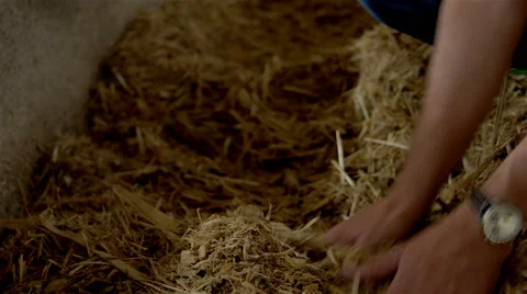 Cows' food Video stock 62474289