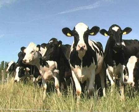 Cows Stock Footage 125540