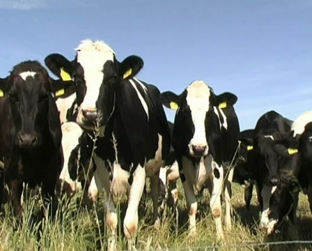 Cows Stock-Footage 125541
