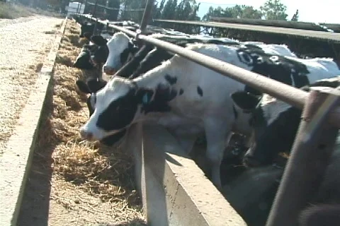 Cows Видео 269056