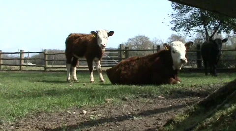 Cows 스톡 동영상 359616