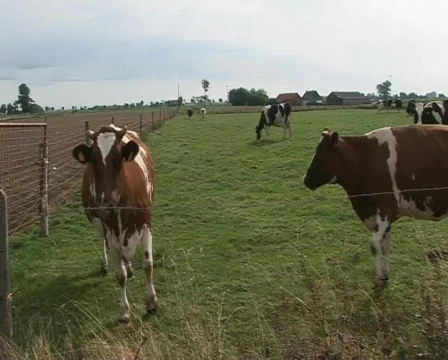 Cows Stock Footage 441381