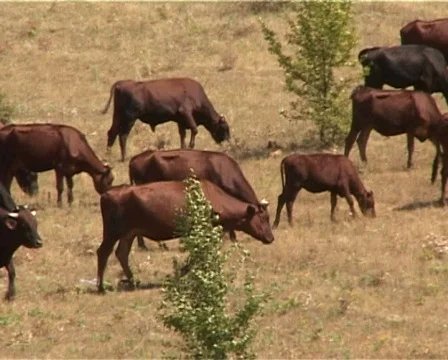 Cows Stock Footage 460005