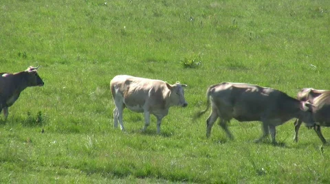 Cows. Stock Footage 474680