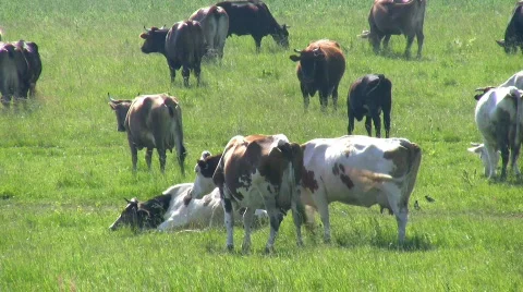 Cows. Stock Footage 474726