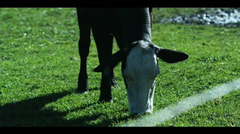 Cows 動画素材 504663