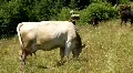 Cows HD Footage