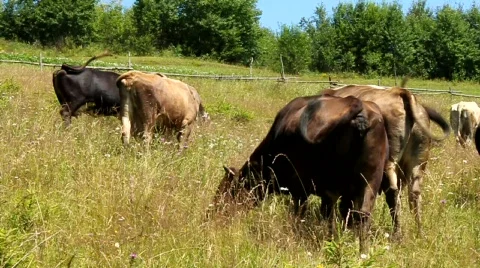 Cows Video stock 736756