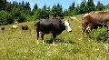 Cows HD Footage