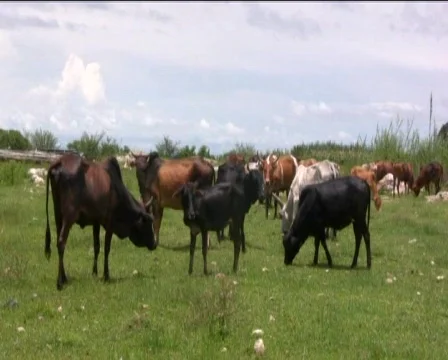 Cows Video stock 740569