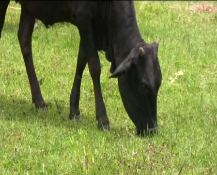 Cows Stock Footage 740592
