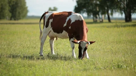Cows Stock Footage 1010381