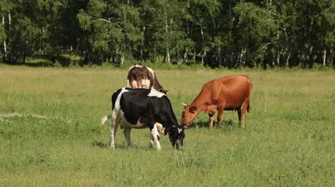 Cows Stock Footage 1010397