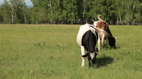 Cows Stock Footage 1010404