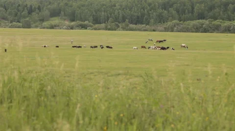 Cows Stock Footage 1010534