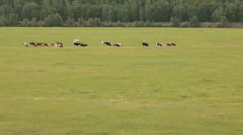 Cows Stock Footage 1010597
