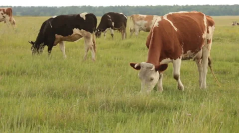 Cows Stock Footage 1010754