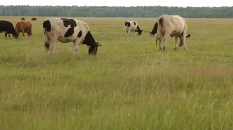 Cows Stock Footage 1010768