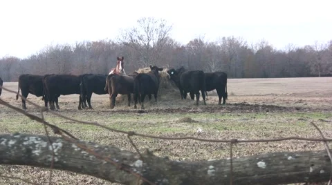 Cows Video stock 1096268