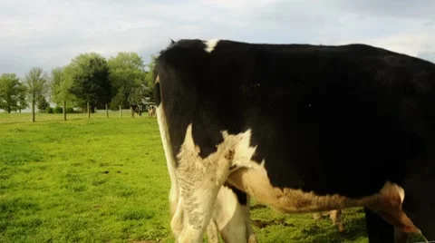 Cows Video stock 8519055