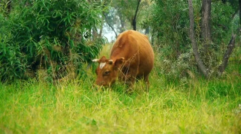 Cows Stock Footage 8539821