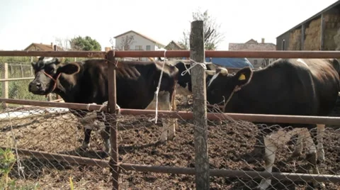 Cows Stock Footage 8687567