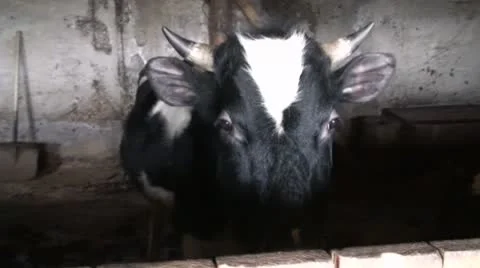 Cows 動画素材 8915258