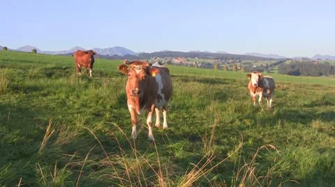 Cows Stock Footage 10606036