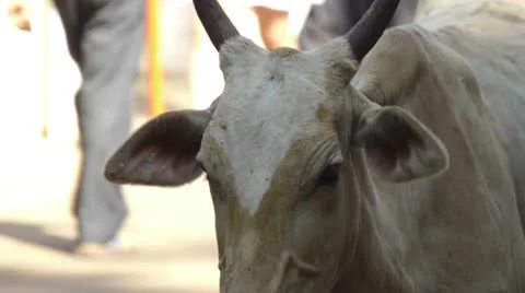 Cows Stock Footage 10792130