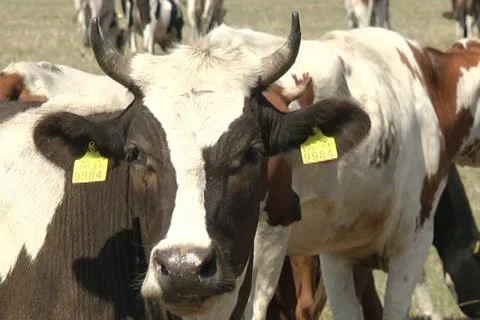 Cows Stock Footage 11405190