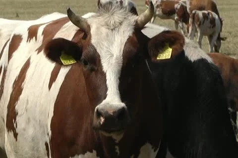 Cows Stock Footage 11405192