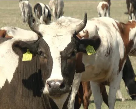 Cows Vídeos de archivo 11405194