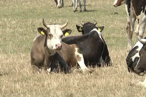 Cows Stock Footage 11405195