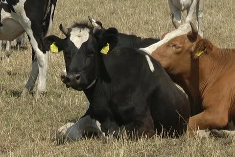 Cows Stock Footage 11405196