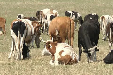 Cows Stock Footage 11405205