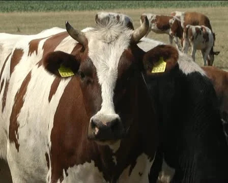 Cows Stock Footage 11405209