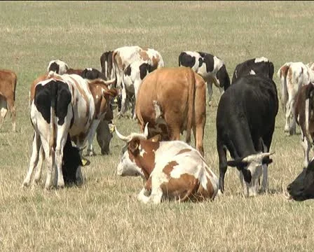 Cows Stock Footage 11405211