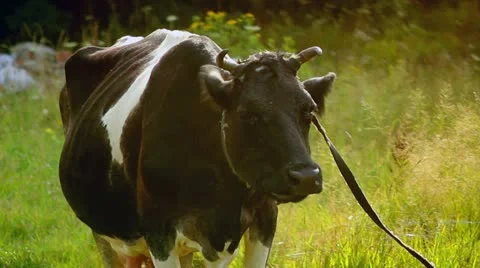 Cows Stock Footage 11419373