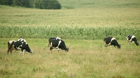 Cows Stock Footage 11856957