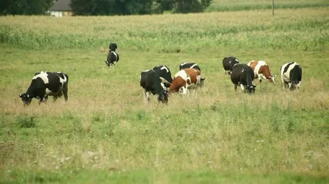 Cows Stock Footage 11857873