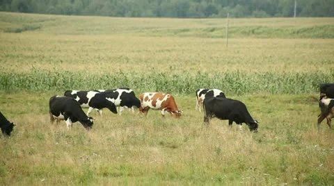 Cows Stock Footage 11858442