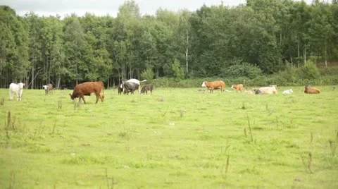 Cows 스톡 동영상 11884102