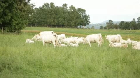 Cows Stock-Footage 11884111