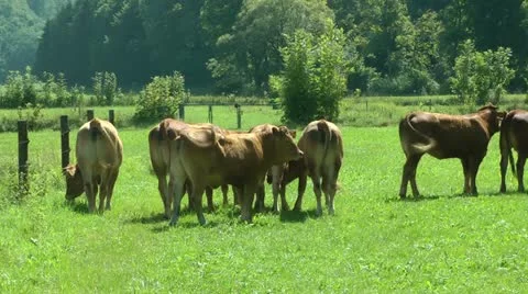 Cows Stock Footage 12160297