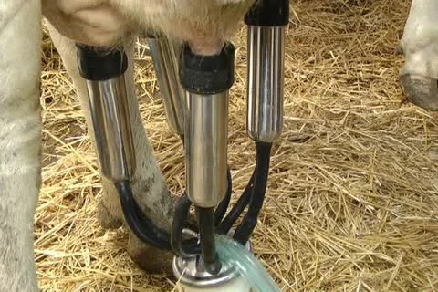 Cows Stock Footage 12289434