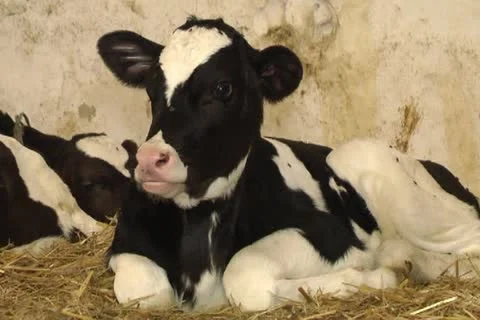 Cows Stock Footage 12289545