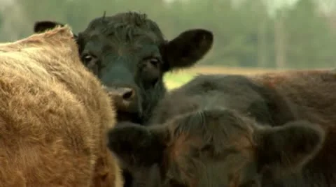 Cows 動画素材 12435393