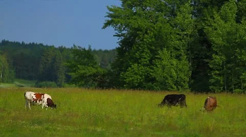 Cows Stock Footage